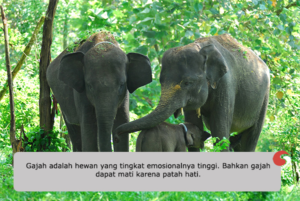 Gajah dapat mati karena patah hati.