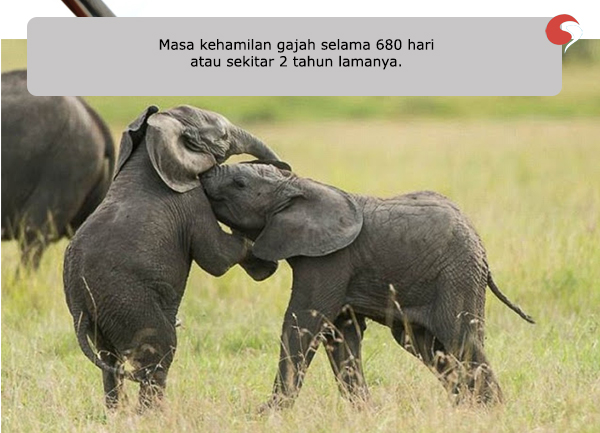 Masa kehamilan Gajah