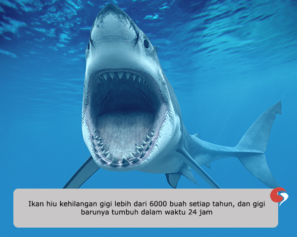 Ikan hiu kehilangan gigi lebih dari 6000 buah setiap tahun