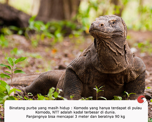 Komodo adalah kadal terbesar di dunia. - UtakAtikOtak.com