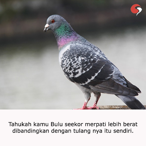 Bulu Burung Merpati