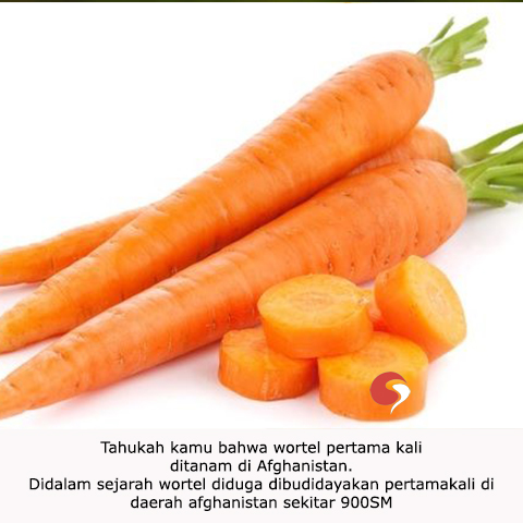 Tahukah kamu bahwa wortel pertama kali ditanam di afghanistan