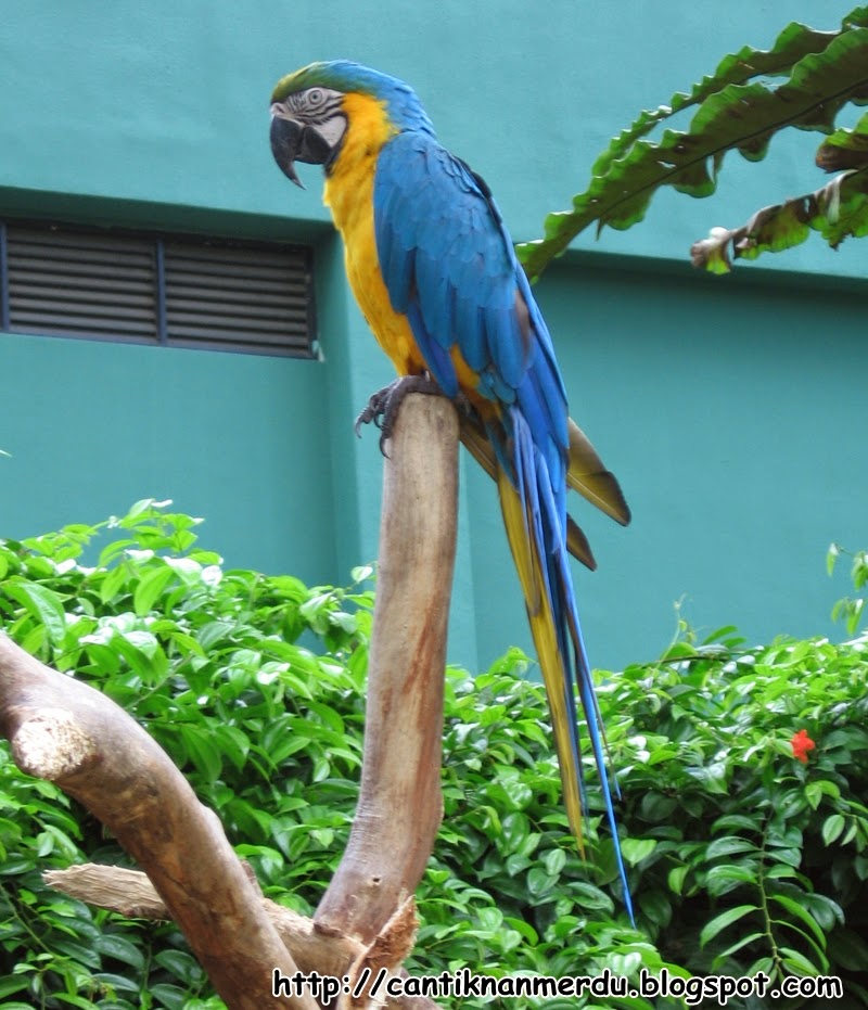 Burung betet macau memiliki paruh seperti gambar di atas. Bentuk