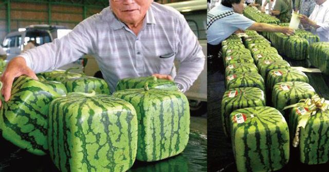 Rahasia Semangka Kotak di Jepang !!