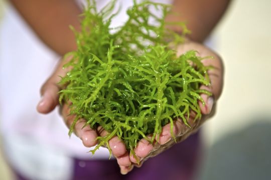 Beberapa Manfaat Kesehatan dari Konsumsi Rumput Laut