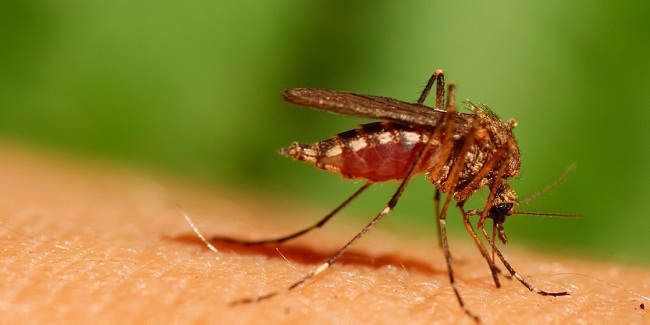 Fakta yang Harus Kamu Tahu Tentang Virus Zika