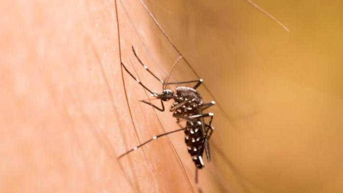 Mitos dan Fakta Seputar Prilaku Gigitan Nyamuk