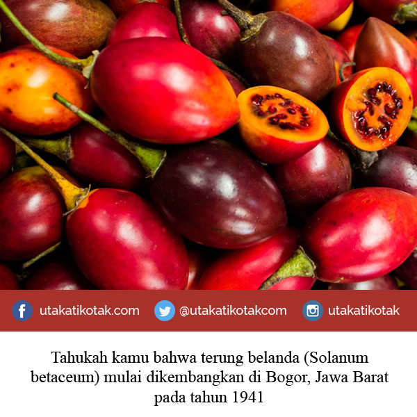 Tahukah bahwa terung belanda (Solanum betaceum) mulai dikembangkan di Bogor, Jawa Barat pada tahun 1941