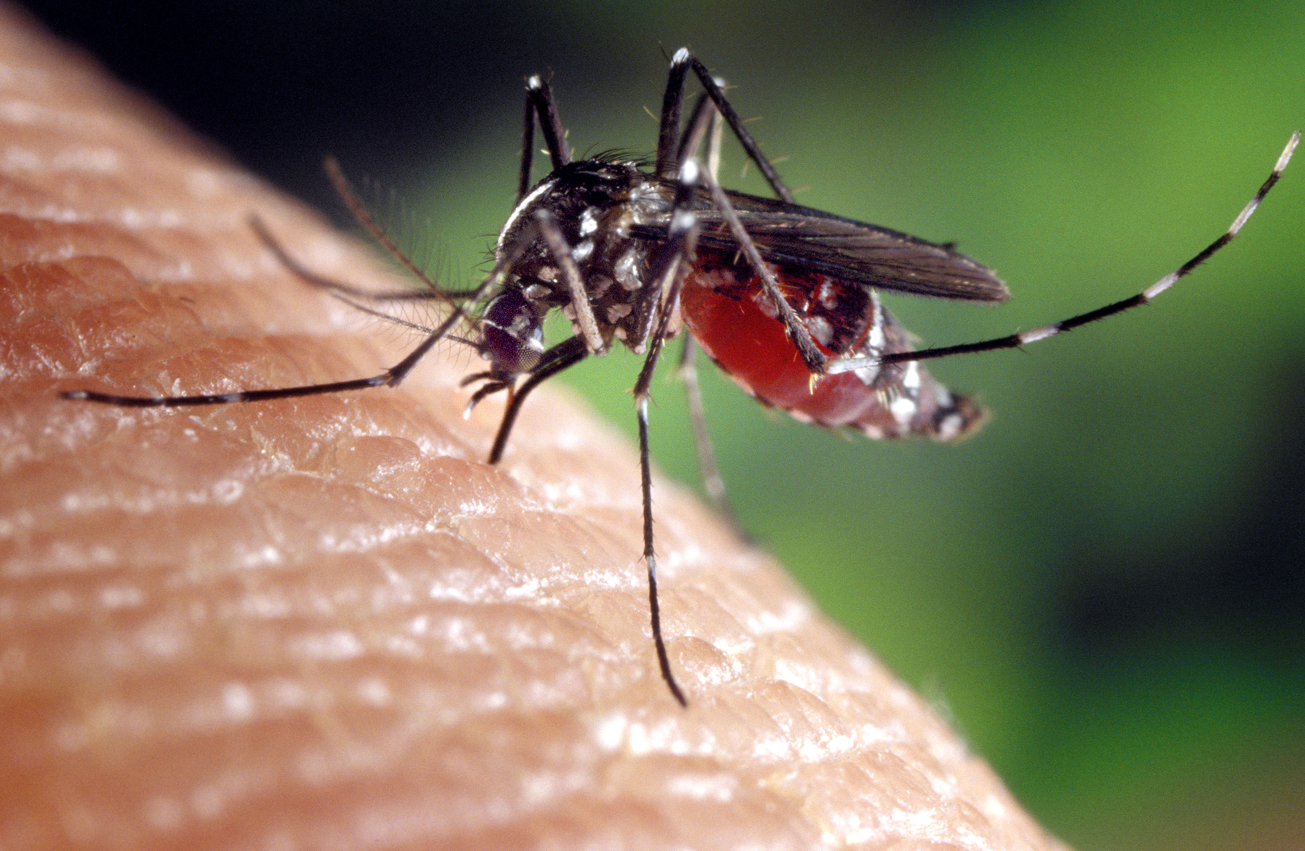 LIPI Kembangkan Bahan Obat Malaria Ukuran Nano