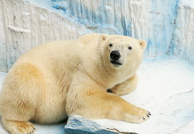 56 Koleksi Gambar Binatang Beruang Kutub Terbaru