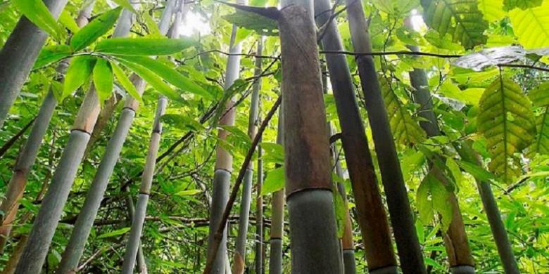 Ditemukan, Bambu Keunguan dari Pulau Sumba