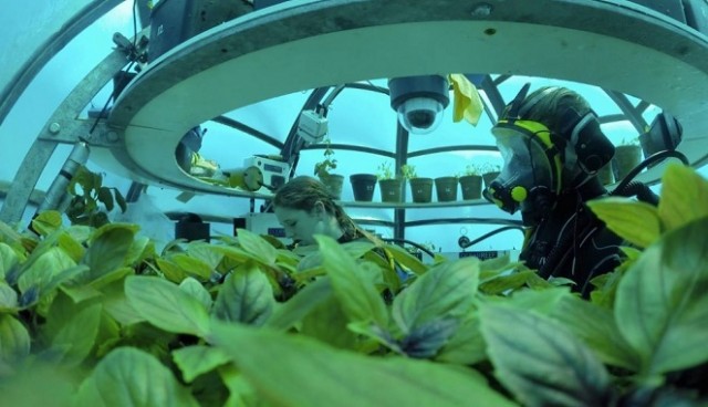 Underwater Farm : Teknologi Menanam Sayur di Bawah Laut