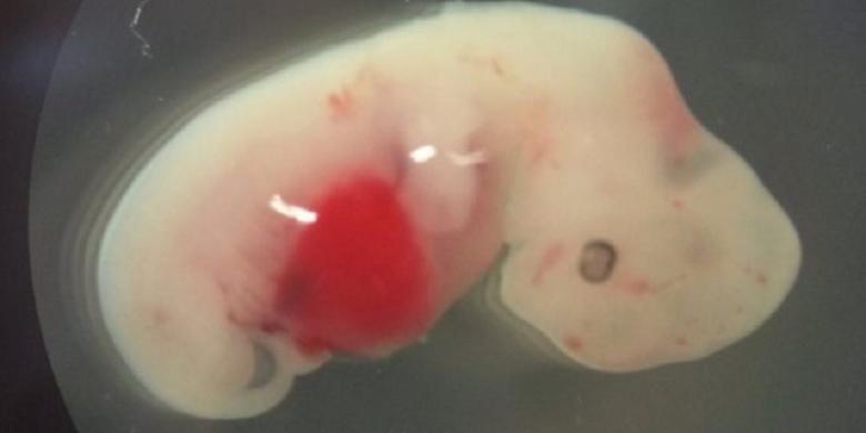 Pertama Kali, Ilmuwan Ciptakan Embrio Campuran Babi dan Manusia