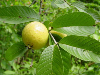 Manfaat Daun Jambu Biji Bagi Segala Usia