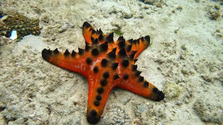 10 Fakta Menarik tentang Bintang Laut yang Wajib Kamu Ketahui