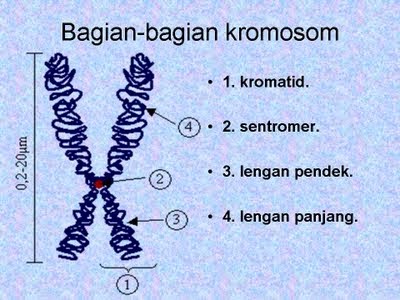 Pengertian Kromosom & Jumlah Kromosom pada Manusia, Hewan dan Tumbuhan