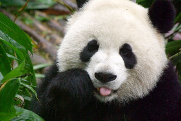 Tahukah Anda, Mengapa Panda Berwarna Hitam-Putih?