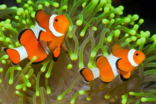 Wajib Tahu! 14 Fakta Menarik tentang Ikan Badut (Clownfish)