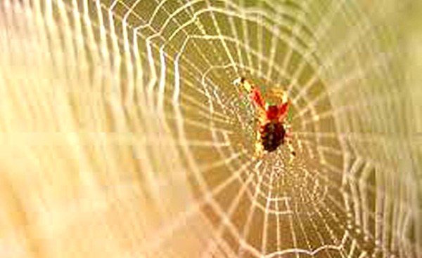 Keunikan Laba Laba Yang Tidak Banyak Diketahui