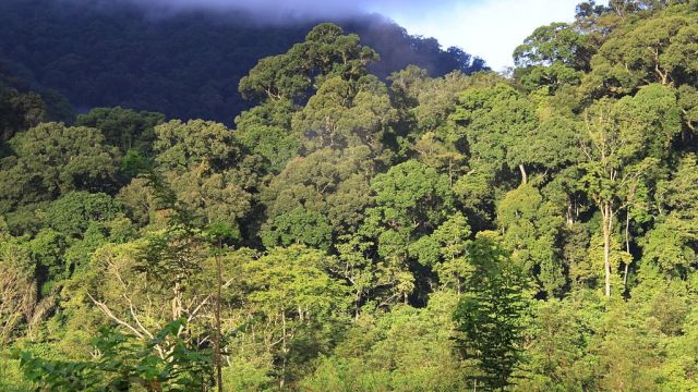 Pengalaman Melihat Suku Mante di Tengah Hutan Leuser