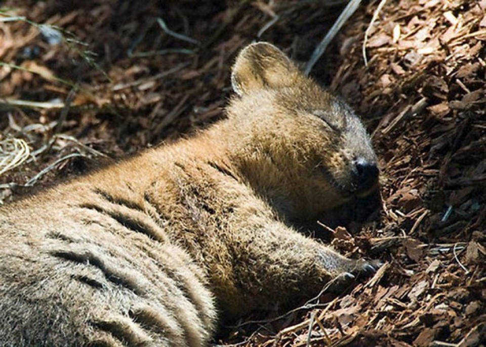 Quokka yang Selalu Tersenyum