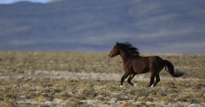 Keistimewaan Kuda Dijelaskan dalam Alquran dan Sains