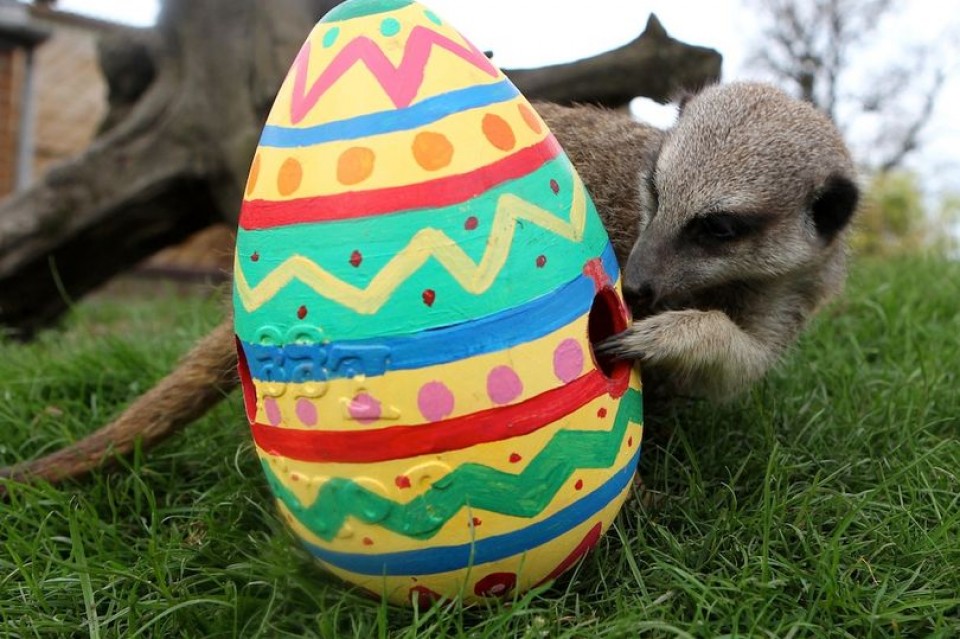 Mengapa Hari Raya Paskah Diperingati dengan Cokelat Berbentuk Telur?