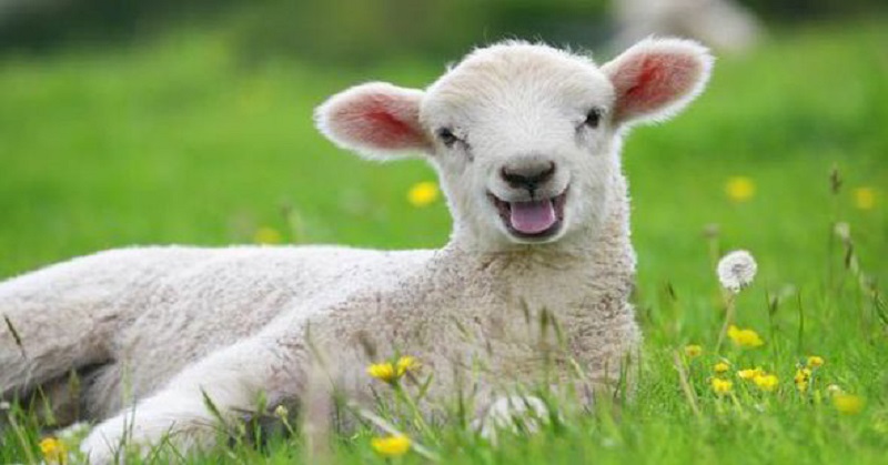 Alquran dan Sains Jelaskan Manfaat Domba untuk Manusia