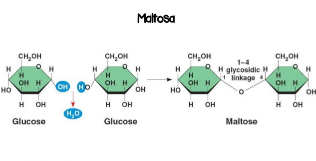 Adakah Efek Samping Dari Maltosa?