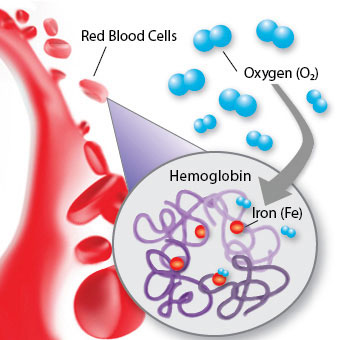Mengenal Hemoglobin dan Metode Ideal untuk Menghitungnya