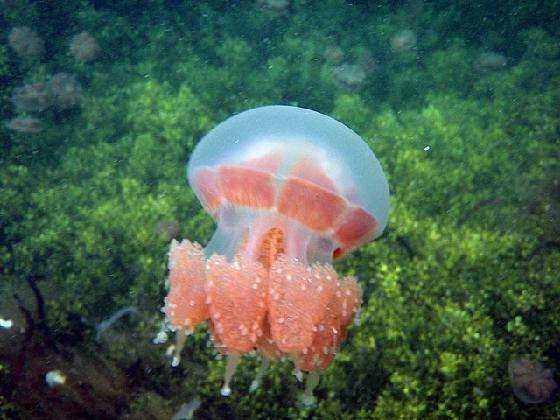 Keunikan Ubur-Ubur, Hewan Laut dengan Ribuan Spesies