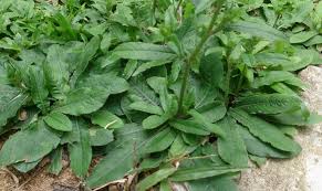 Mengupas Manfaat Daun Tapak Liman untuk Segala Penyakit