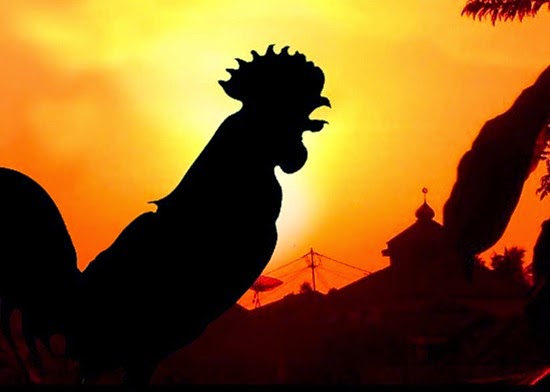 Mengapa Ayam Selalu Berkokok di Pagi Hari?