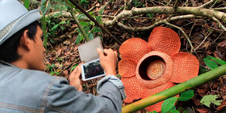 Faktanya, Bukan Raffles yang Pertama Menemukan Bunga Rafflesia