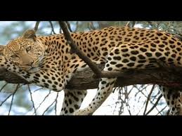 Fakta Unik Leopard, Pemangsa yang Misterius