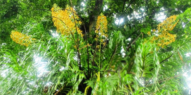 Ada Ratusan Anggrek di Kebun Raya Bogor, Ini yang Paling Istimewa