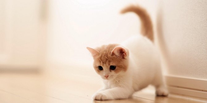 7 Penjelasan sains tentang perilaku misterius kucing rumahan!