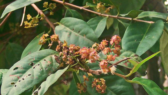 Turunkan Kolesterolmu dengan Daun Salam