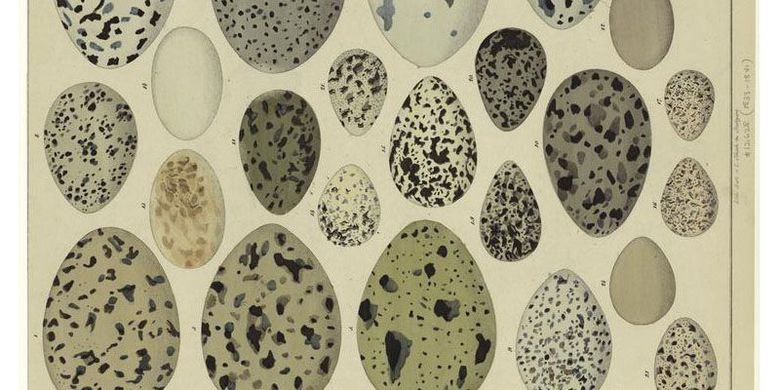  Pernah Bingungkan Aristoteles, Inilah Mengapa Telur Berbentuk Oval