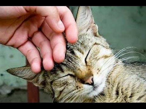 Mengapa Kucing Suka Dielus di Bagian Kepala?