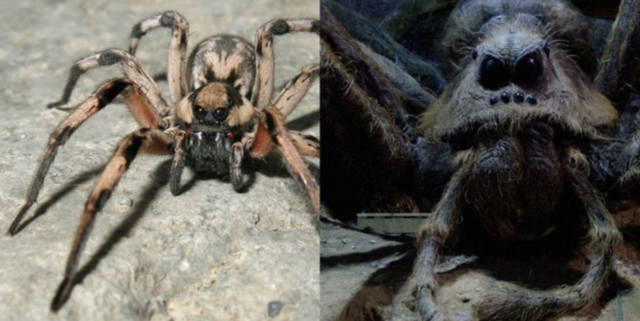 Aragog, Laba-laba dalam Serial Harry Potter Ditemukan di Dunia Nyata