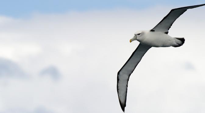 Melihat Matematika pada Cara Terbang Burung Albatross