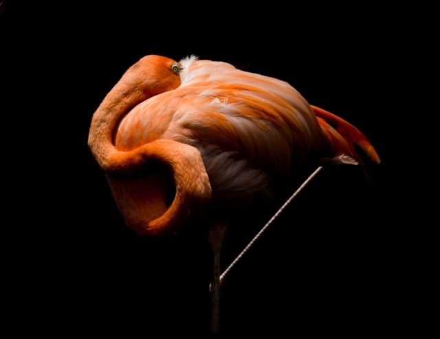 Mengapa Flamingo Hanya Berdiri di Atas Satu Kaki Saat Tidur?