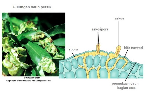 Jamur Ascomycota: Struktur Tubuh, Reproduksi dan Contohnya