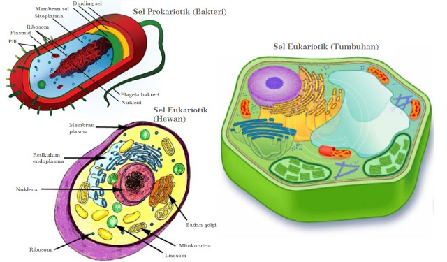 Perbedaan Sel Prokariotik dan Eukariotik & Perbedaan Sel Tumbuhan dan Sel Hewan