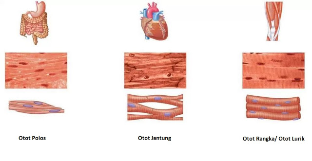 Jaringan Otot : Otot Lurik, Otot Polos, Otot Jantung
