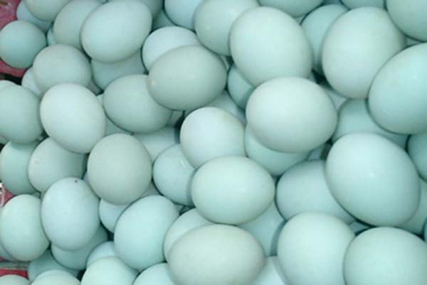 Telur Itik Inovasi IPB Ini Kaya Antioksidan dan Omega 3