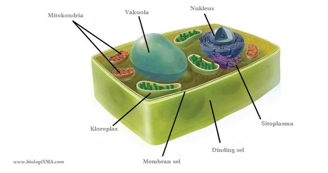 Bagian-Bagian Sel : Membran Sel, Sitoplasma, Dinding sel, Organel Sel