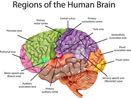 10 Pengertian Dan Anatomi Otak Manusia