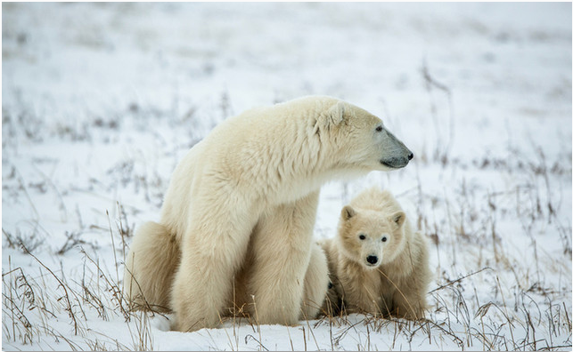 Bayi Beruang Kutub Tersesat Sejauh 750 Km dari Habitatnya